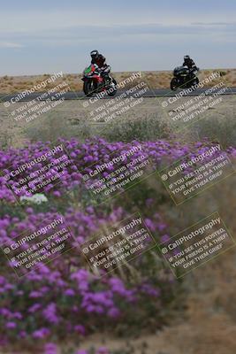 media/Jan-14-2023-SoCal Trackdays (Sat) [[497694156f]]/Turn 14 Exit Bloomig (145pm)/